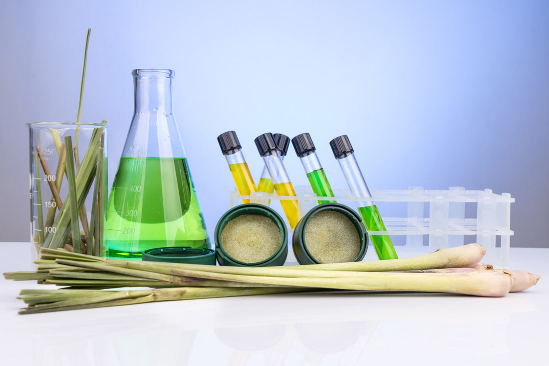 Can't Stand the Ants? Learn How to Get Rid of Ants Naturally