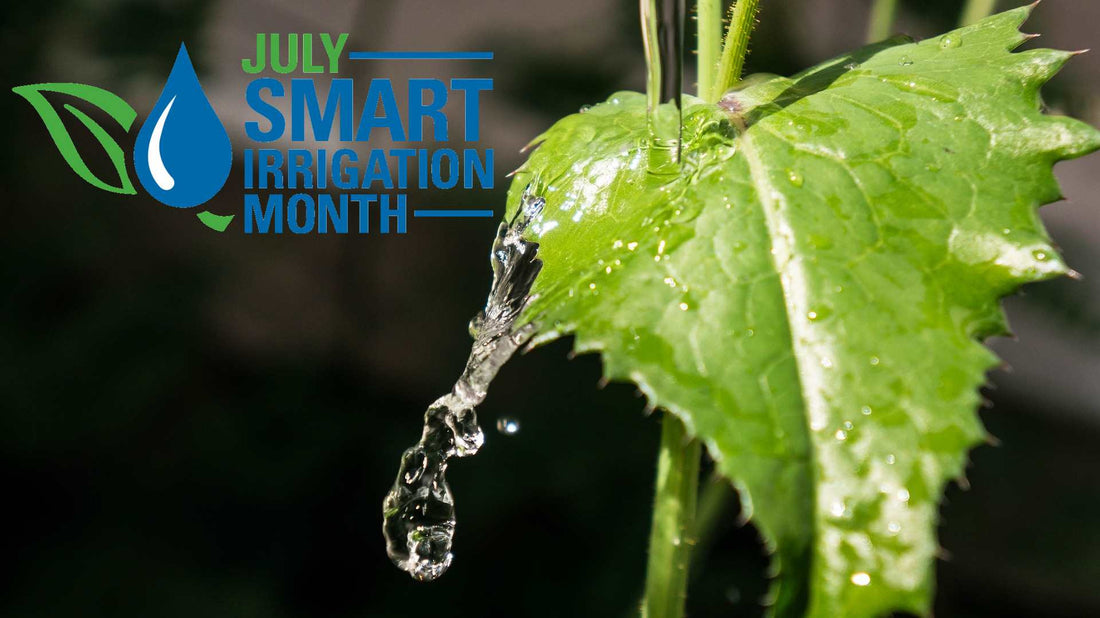 Smart Irrigation: Technologies that Use Water Efficiently