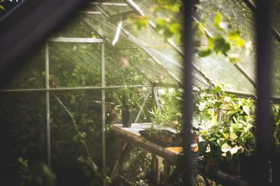 Getting Started with Greenhouse Gardening